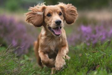 开云体育登录-两片夜空，同一颗星，欧冠半决赛之夜见证詹姆斯的终极绽放