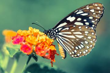 开云平台-葡萄牙的烈日，马德里的寒风，厄德高如何成为关键先生
