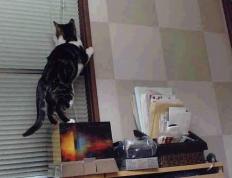 开云下载-锡安统治级存在感点燃球馆，篮网强硬终结热火连胜势头