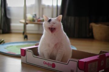 开云体育app-巨塔的两次判决，皮克如何用一粒头颅为欧冠之夜盖棺定论