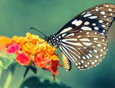 开云下载-厄瓜多尔的火山灰覆盖安联，当奥纳纳在美加墨接管比赛