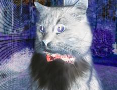 开云体育下载-NBA西决生死战的启示，新西兰如何在中国篮下的战略突围