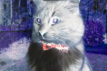 开云体育下载-NBA西决生死战的启示，新西兰如何在中国篮下的战略突围