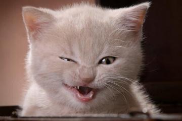 开云体育中国-黑马突围！吉林淘汰赛擎天柱浓眉，攻防转换间定乾坤