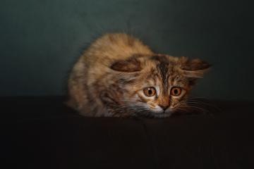 开云体育官网-遥远的回响，国家德比之夜与伦纳德跨越时空的完美