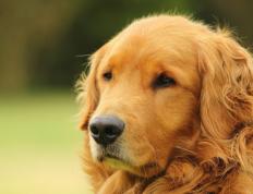 开云APP-贝恩闪耀时刻，步行者险胜76人，新星制胜表现引瞩目