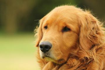 开云APP-贝恩闪耀时刻，步行者险胜76人，新星制胜表现引瞩目