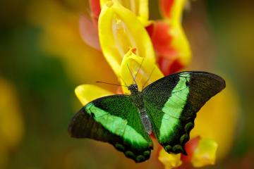 开云体育官方网站-班凯罗末节19分天神下凡，鹈鹕以蛮力强行绞杀广厦连胜希望