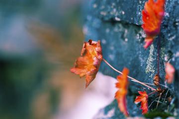 开云体育平台APP-冰与火之歌，当雄鹿锁死数字城，切特于亚平宁点燃寒光