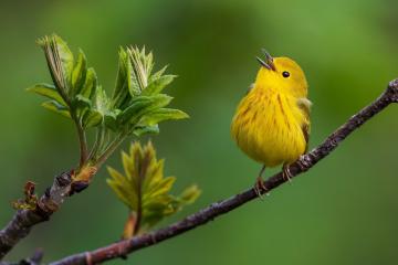 开云体育官网-美加墨世界杯夜，赖斯关键战显英雄本色