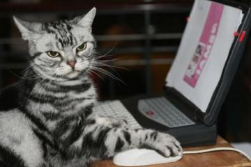 开云体育中国-新星灼日，紫金黄昏