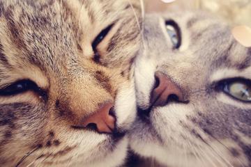 开云体育中国-欧冠决赛级对决，南美之巅，委内瑞拉石油足球绝杀潘帕斯鹰隼