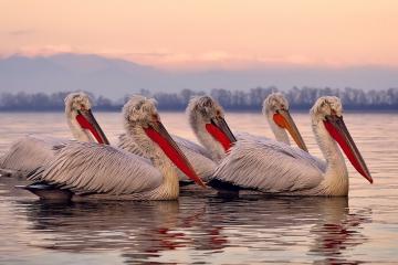 开云体育在线-拉梅洛关键进球定乾坤，灰熊终结开拓者连胜势头
