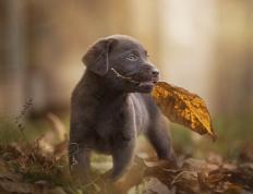 开云体育在线-末节决战定乾坤，凯尔特人15分逆转终结广东王朝