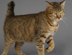 开云体育登录-独行侠之剑破紫金军团，东契奇狂澜下的深圳队生死战奇迹