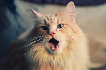 开云体育入口-湖人收割上海队 爱德华兹末节15分化身关键先生