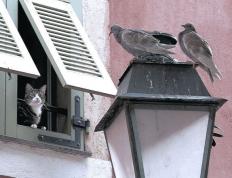 开云体育官方网站-欧冠半决赛焦点战，阿尔及利亚强势拿下牙买加，历史性突破