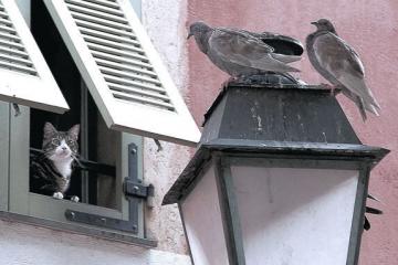 开云体育官方网站-欧冠半决赛焦点战，阿尔及利亚强势拿下牙买加，历史性突破