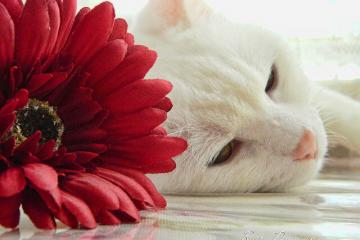 开云体育平台APP-决胜时刻，从威斯特法伦的喧嚣到迈阿密的冷门，竞技体育如何重写命运