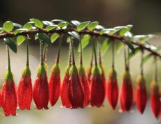 开云体育入口-2026世界杯焦点战，厄瓜多尔爆冷击败阿森纳阿根廷，重塑美洲足球格局