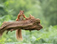 开云官网-西决生死战，阿森纳精密手术，无情粉碎切尔西王朝最后幻梦