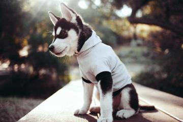 开云体育官网-2026篮球世界杯焦点战，新疆队闪电战速胜勇士，亚洲篮球崛起新标志