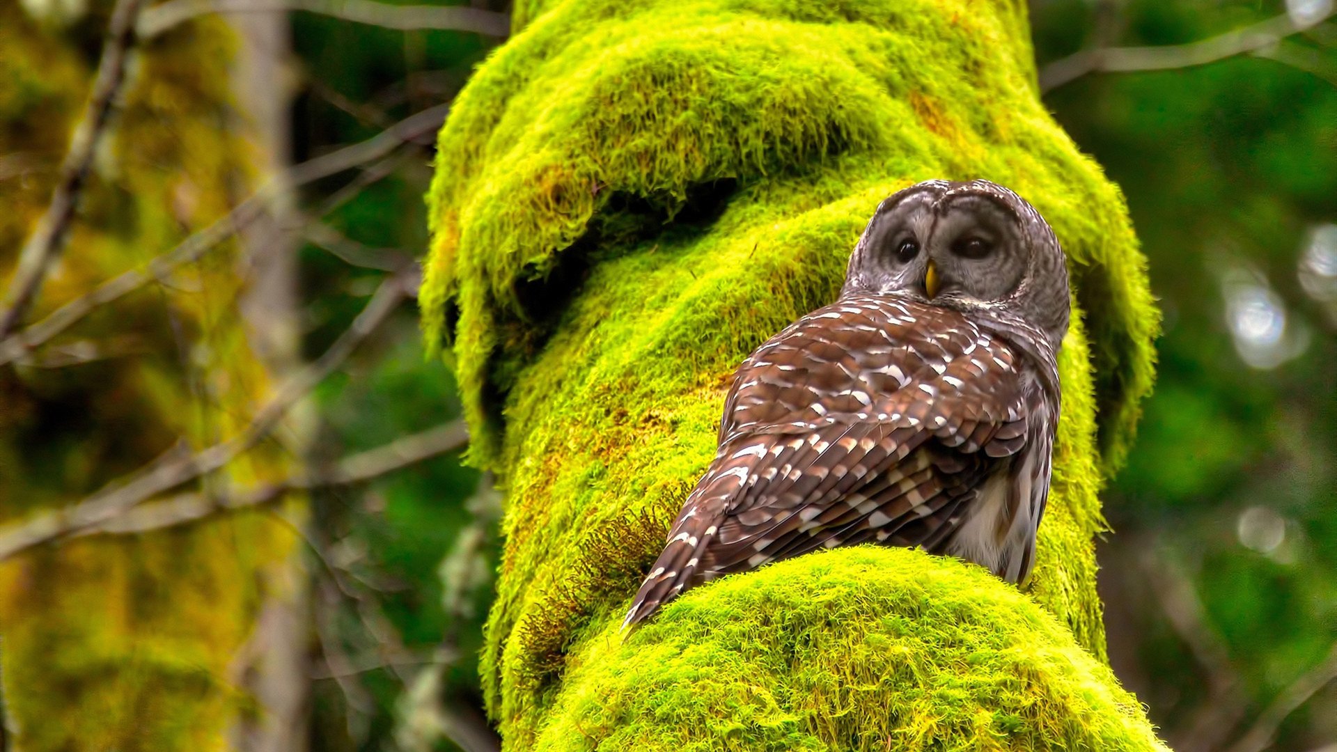 开云体育在线-黄喜灿一击致命破雨幕，悬念提前四十分钟终结