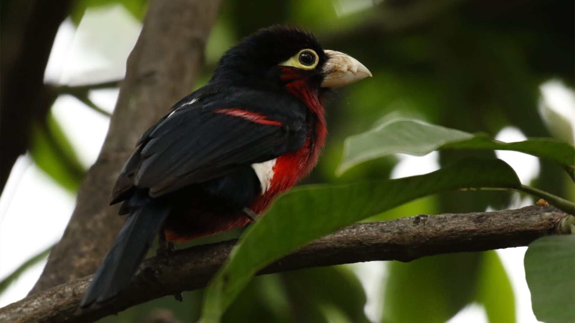 开云APP-双子塔上的鏖战，当威尔士龙骨遇见巴斯克雄狮