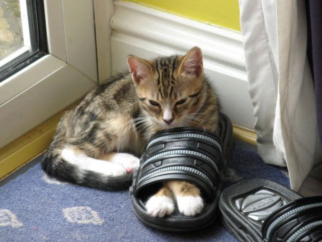 开云官网-爱德华兹全能爆发撕裂防线，勇士险胜步行者迎关键胜利