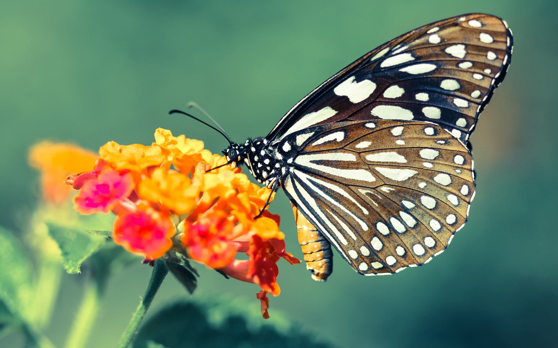 开云下载-厄瓜多尔的火山灰覆盖安联，当奥纳纳在美加墨接管比赛