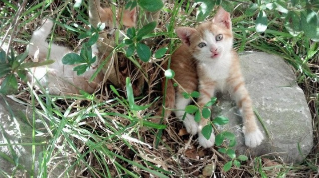 开云体育官方网站-跨越万里的共鸣,东契奇的救赎与广东队的突破