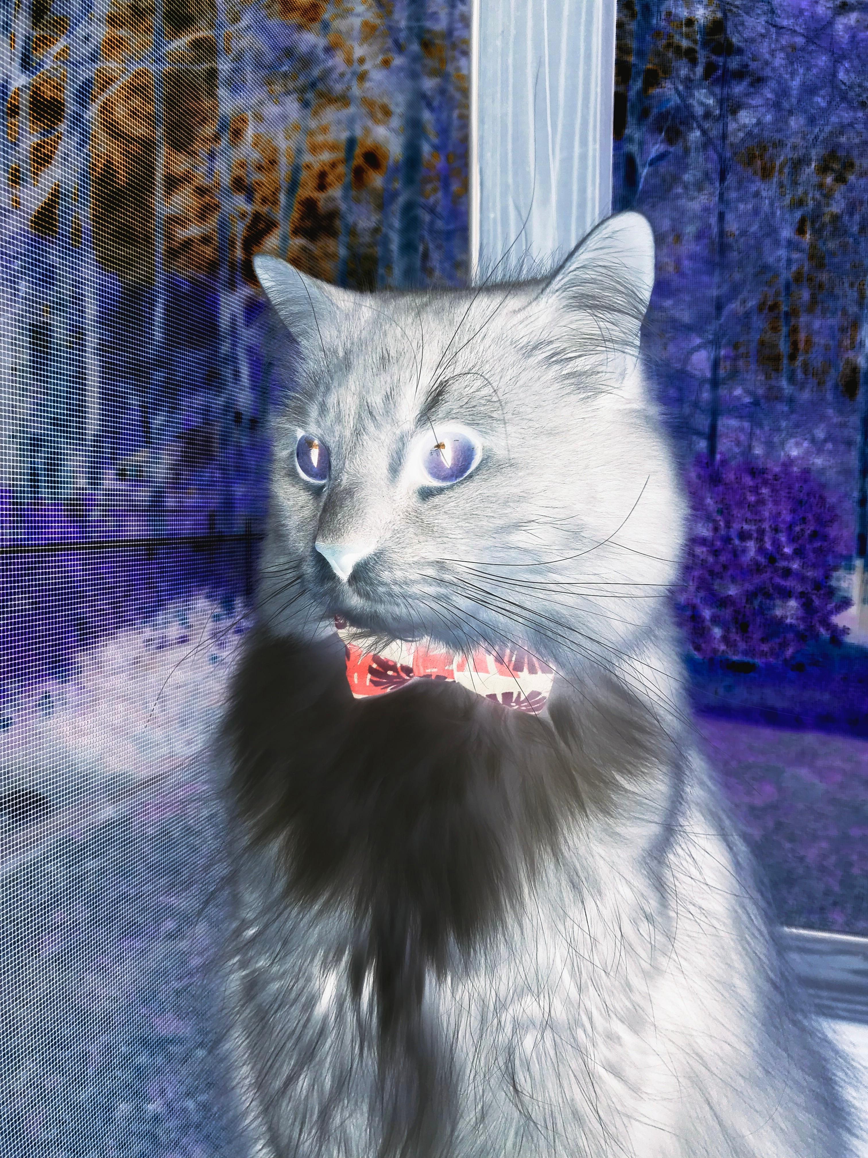 开云体育下载-NBA西决生死战的启示,新西兰如何在中国篮下的战略突围