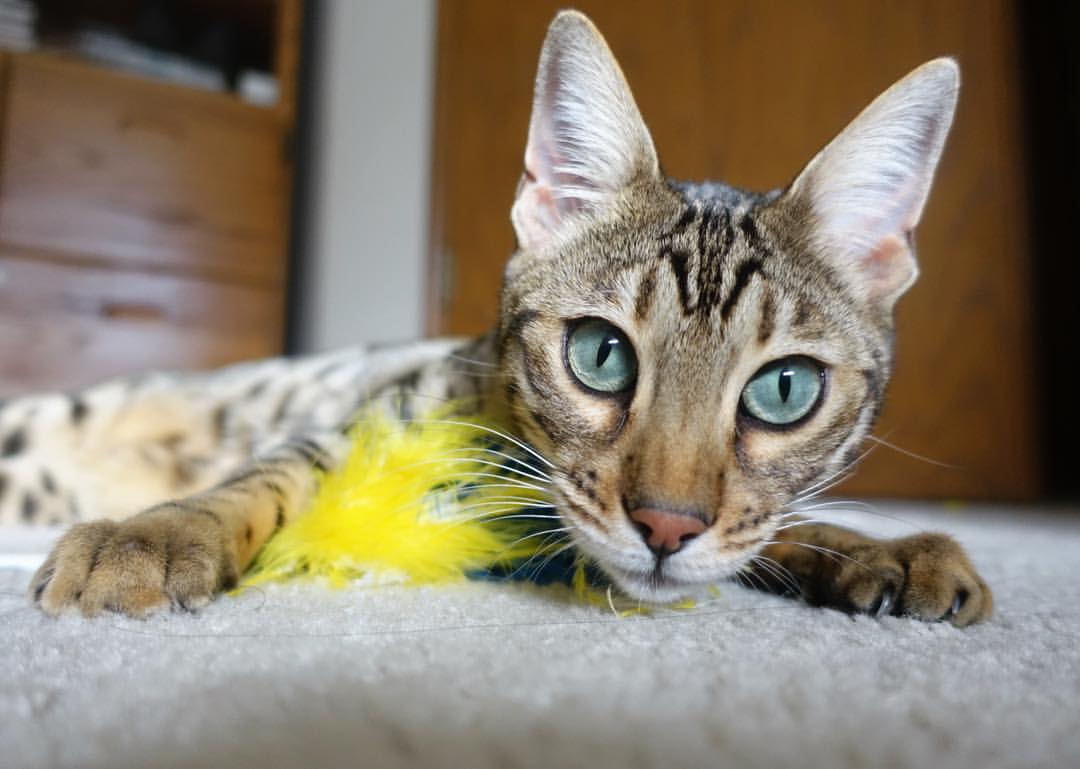 开云体育官网-利拉德时刻，西决生死战的审判之夜