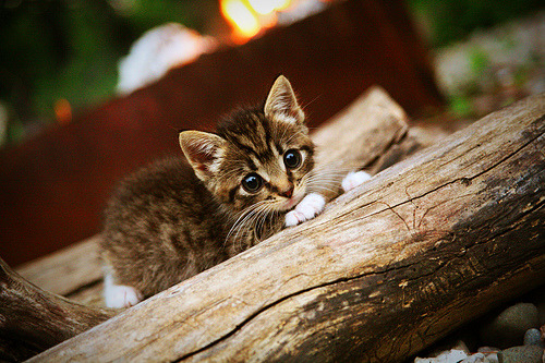开云体育中国-贝林厄姆一锤定音！挪威力克墨西哥强势晋级，皇马巨星化身关键先生