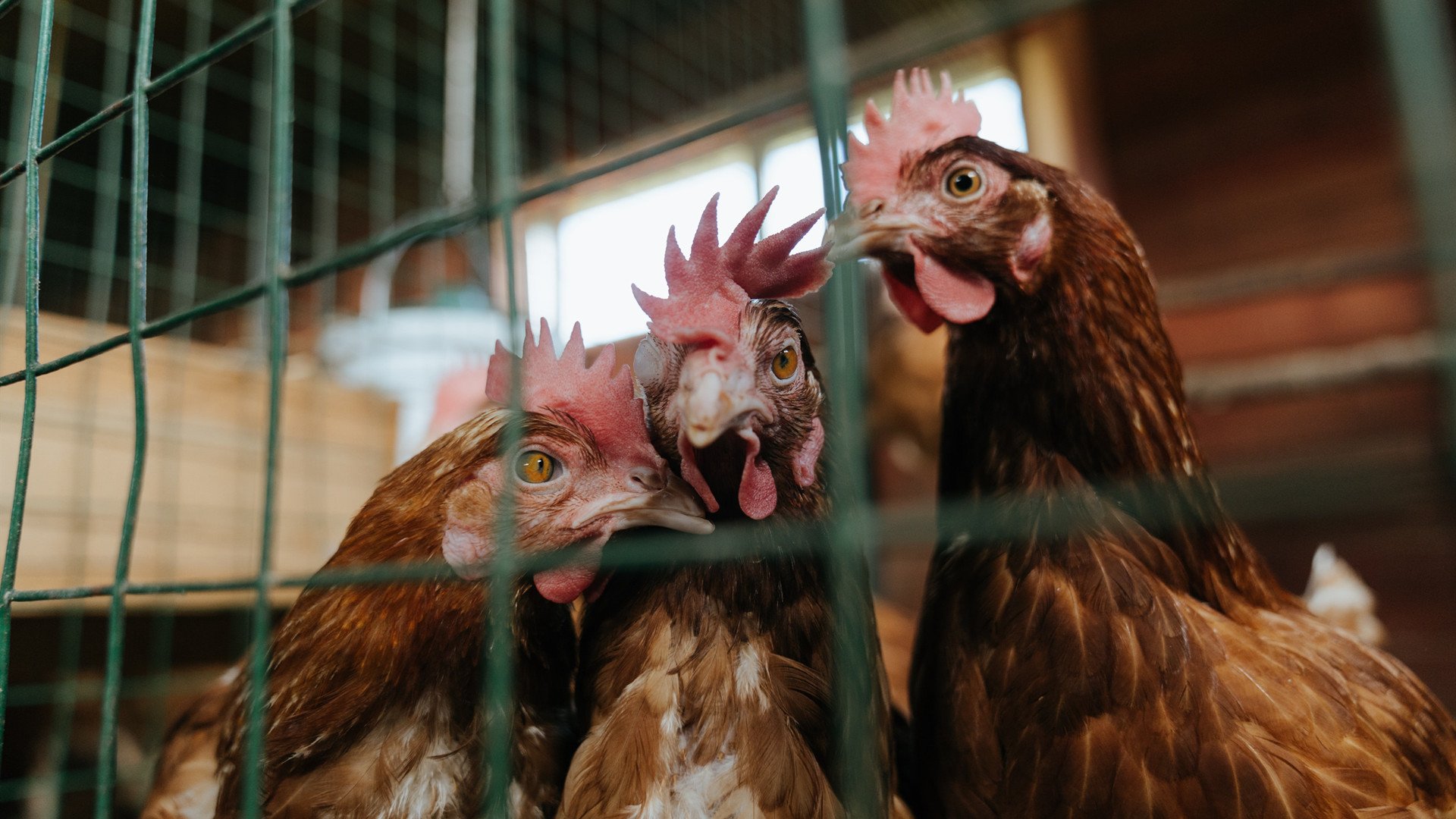 开云APP-美加墨世界杯焦点战,巴西关键突围毕尔巴鄂铁血防线