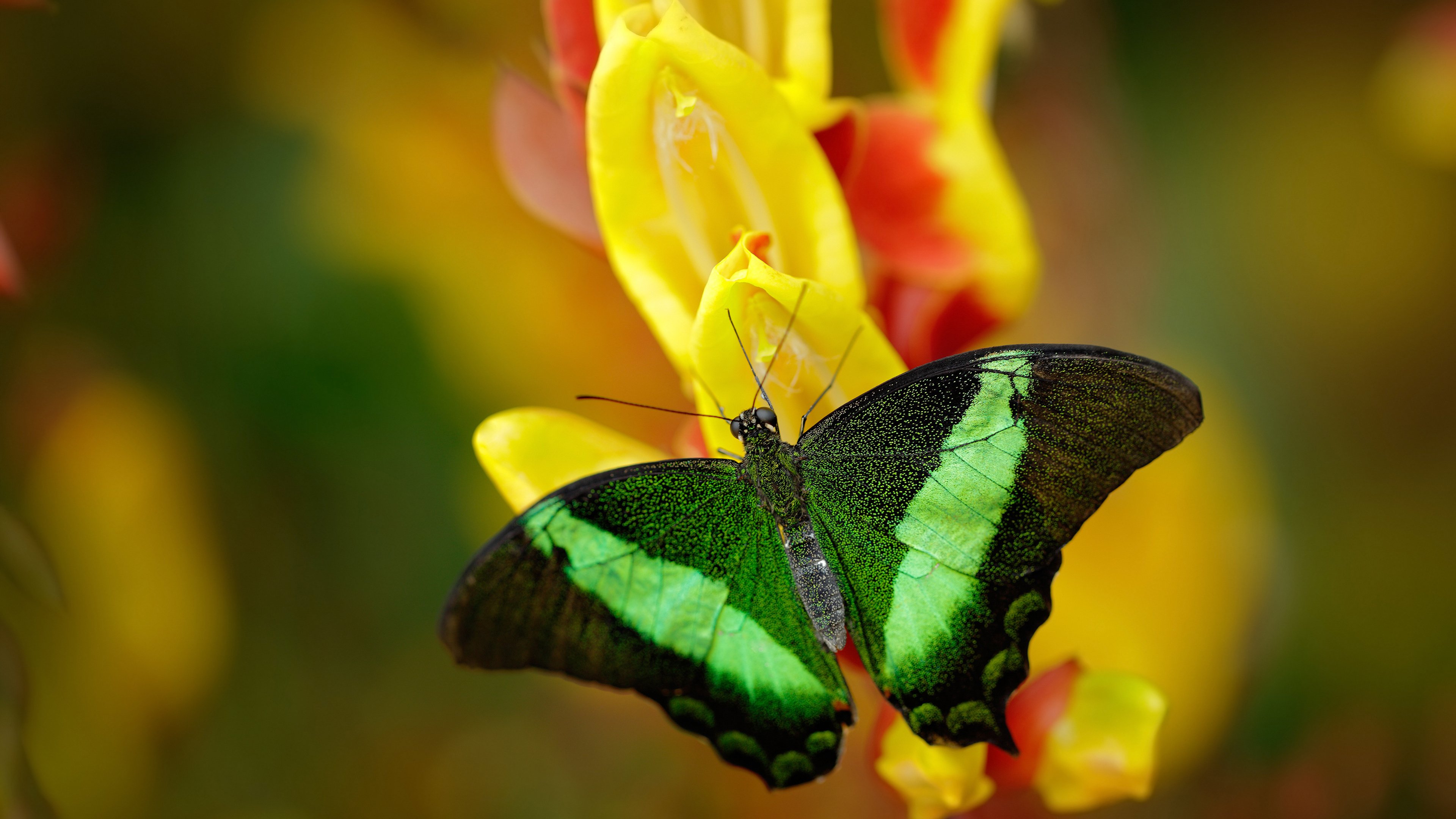 开云体育官方网站-班凯罗末节19分天神下凡，鹈鹕以蛮力强行绞杀广厦连胜希望