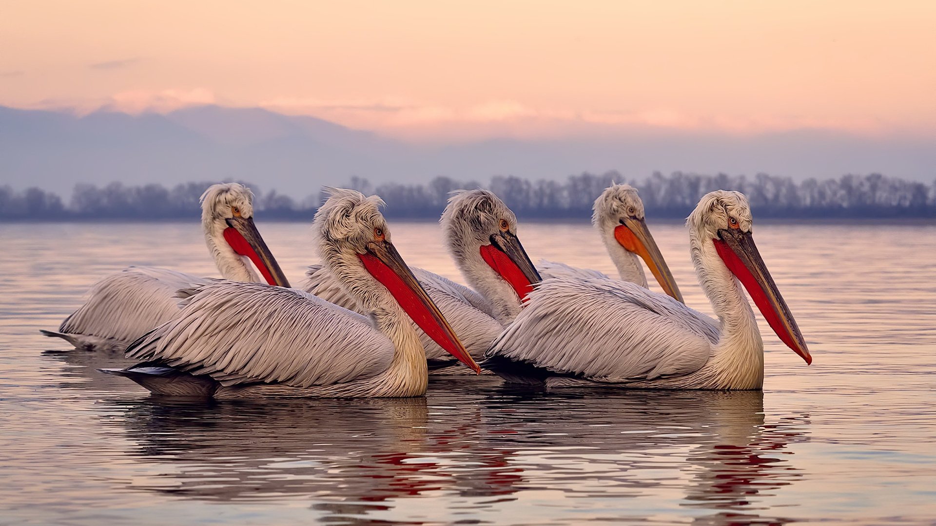 开云体育在线-拉梅洛关键进球定乾坤,灰熊终结开拓者连胜势头