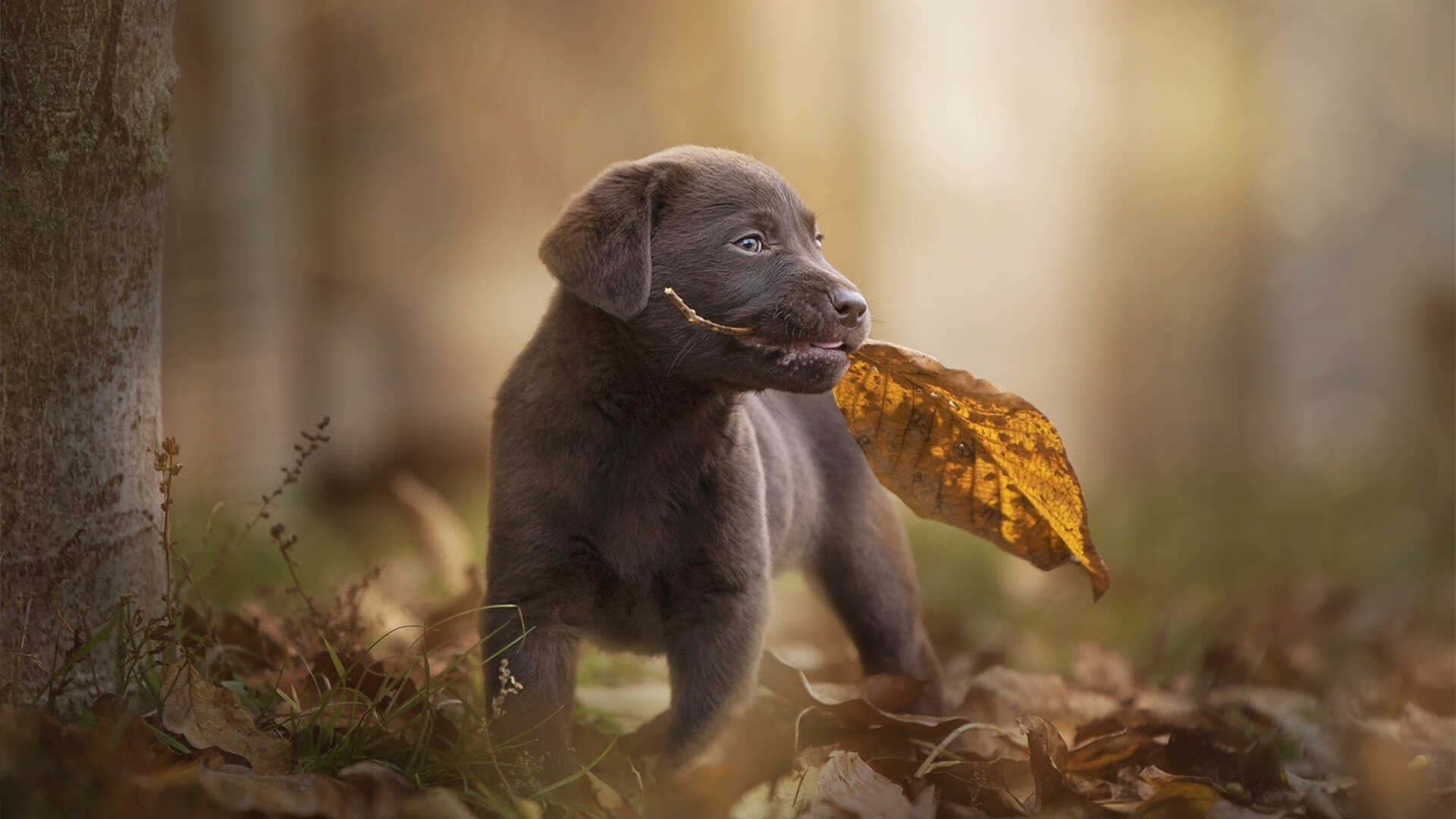 开云体育在线-末节决战定乾坤，凯尔特人15分逆转终结广东王朝