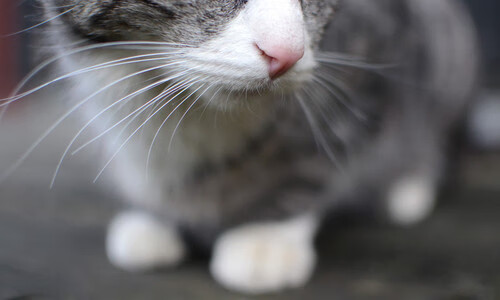 开云体育APP下载-铁卫绝杀！德里赫特天降神兵，勒沃库森窒息决胜局带走多特蒙德