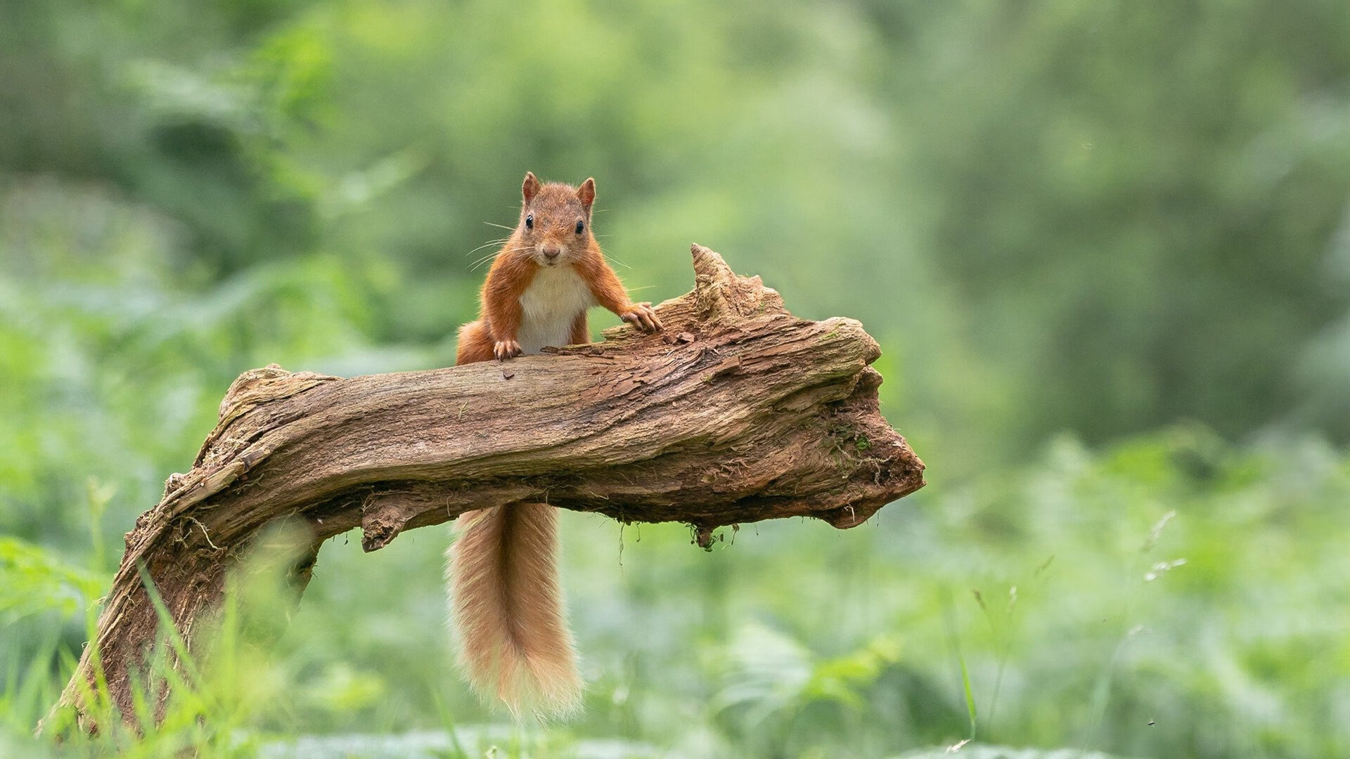 开云体育下载-篮球明星跨界发光,德甲争冠夜的克莱·汤普森时刻