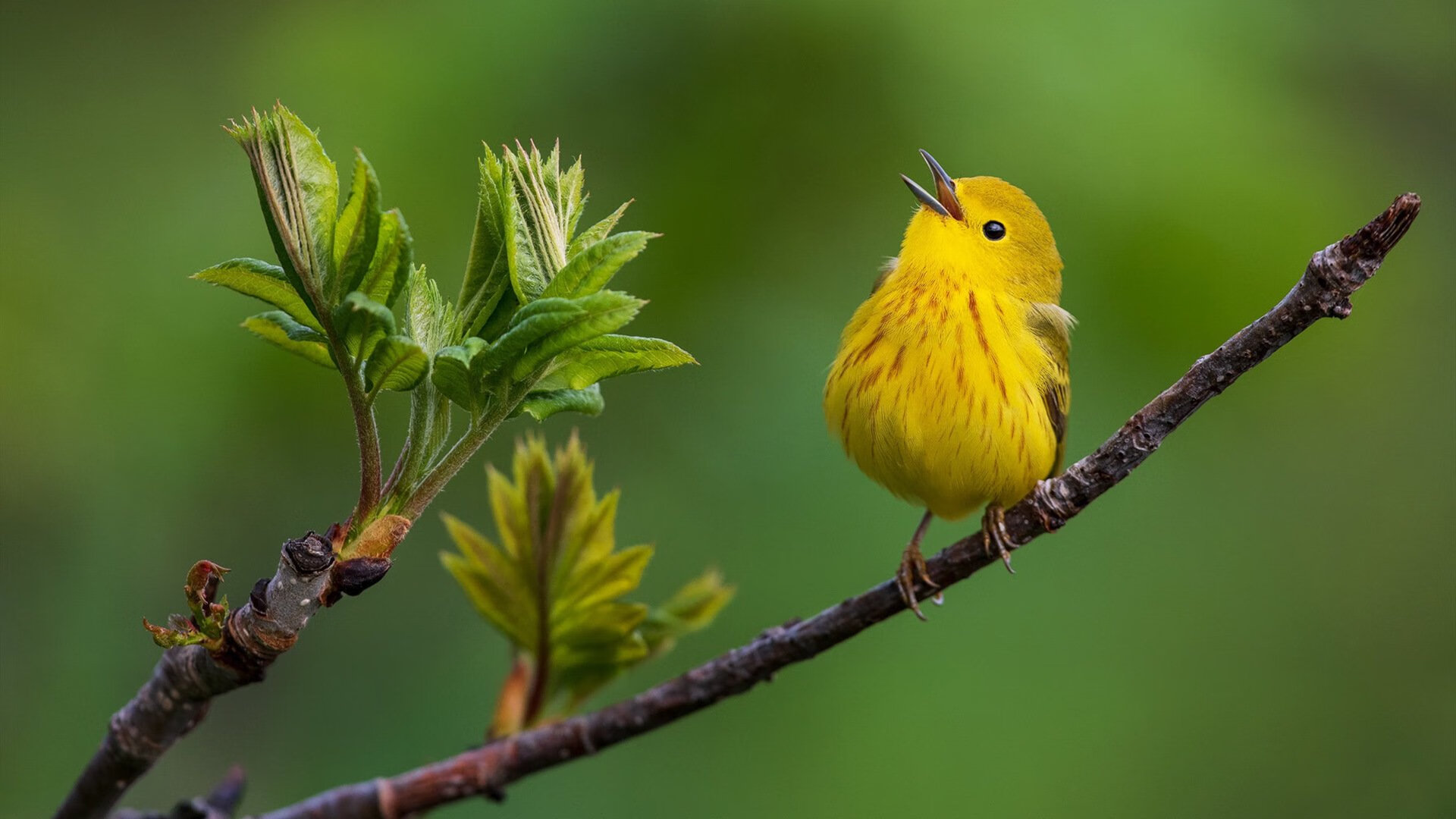 开云体育-星火燎原终燎原，擎天一柱定乾坤，新星切特的封神之夜