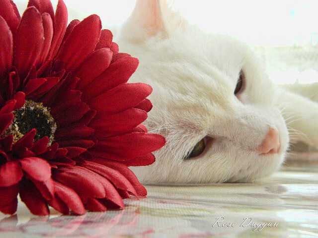 开云体育平台APP-决胜时刻，从威斯特法伦的喧嚣到迈阿密的冷门，竞技体育如何重写命运